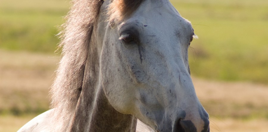 Aliquam tincidunt aliquet diam eu vestibulum. Aenean ac metus leo. In hac.