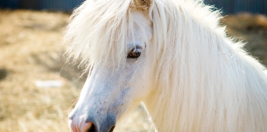 Mauris est magna, euismod consequat tristique non, malesuada eu nisi.