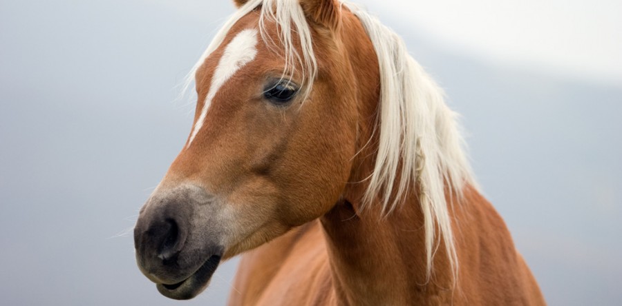 Nunc posuere felis sit amet magna condimentum posuere eu quis nibh.
