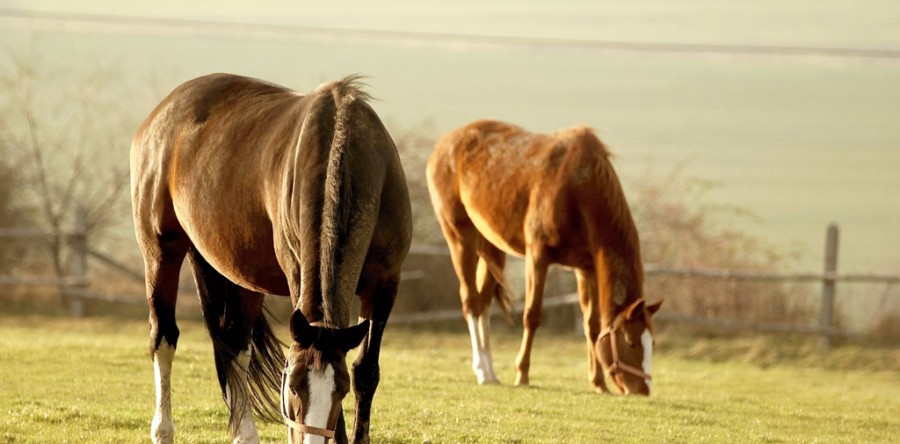 Etiam vehicula convallis purus sed ultrices. Nulla facilisi. In nec odio egestas.