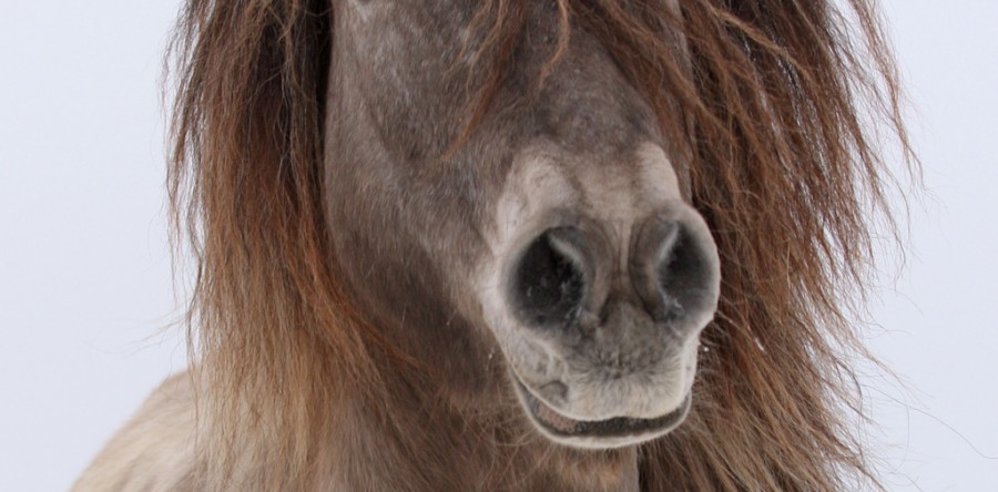 Praesent vestibulum aenean nonummy hendrerit mauris cum sociis.