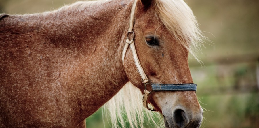 Suspendisse volutpat justo ut mi sollicitudin blandit. Nullam luctus at est id.